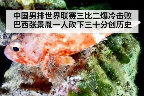 中国男排世界联赛三比二爆冷击败巴西张景胤一人砍下三十分创历史